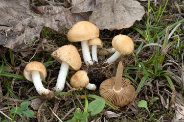 Inocybe langei