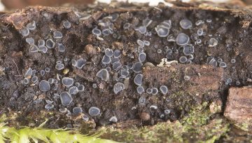 Mollisia fusca
