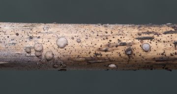 Mollisia hydrophila