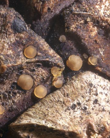 Orbilia eucalypti