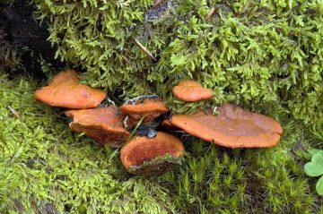 Pycnoporus cinnabarinus