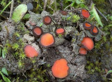 Scutellinia barlae