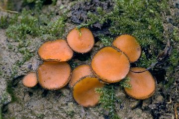 Scutellinia trechispora