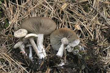 Clitocybe vibecina