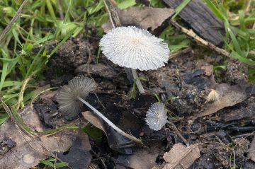 Coprinopsis geesterani