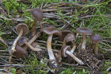 Cortinarius impolitus