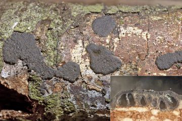 Nemania aureolutea