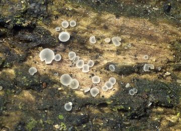Phaeomollisia piceae