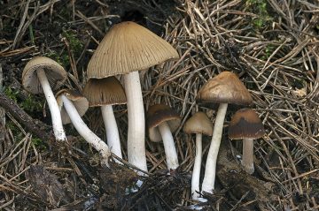 Psathyrella abieticola