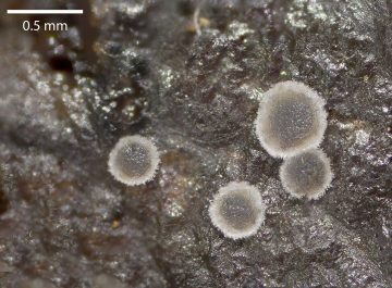 Pyrenopeziza fuckelii