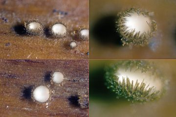 Trichopezizella nidulus