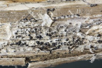 Plenodomus libanotidis