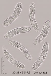 Echinosphaeria strigosa