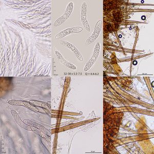 Echinosphaeria strigosa