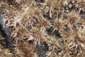 Echinosphaeria strigosa