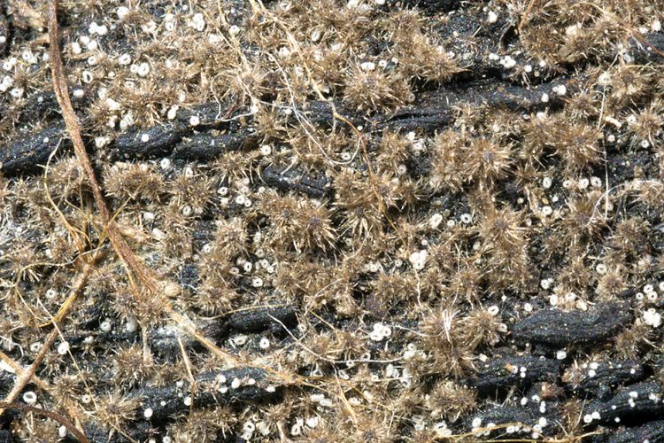 Echinosphaeria strigosa