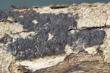 Immotthia atrograna