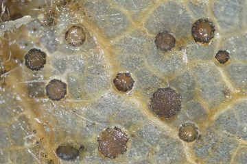 Mollisia nervicola