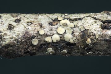 Mollisia septispora