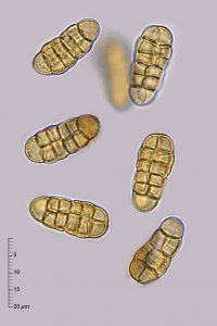 Pleospora phaeocomoides 