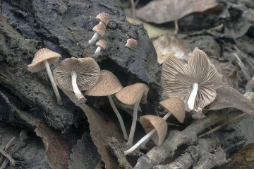 Psathyrella lacuum