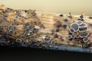 Pyrenopeziza escharodes
