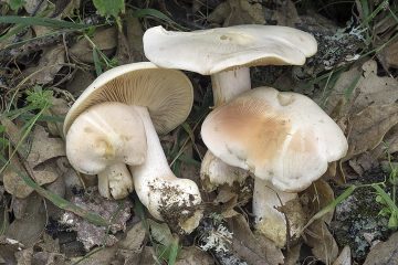 Entoloma sinuatum