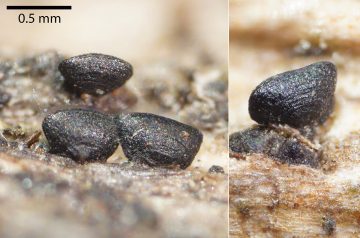 Lophium mytilinum