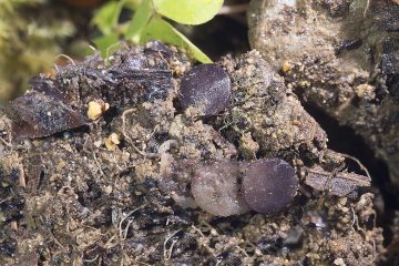 Marcelleina rickii