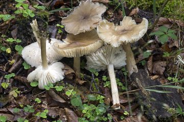 Megacollybia platyphylla