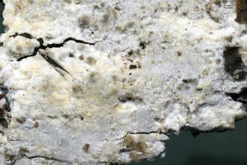 Megalocystidium luridum