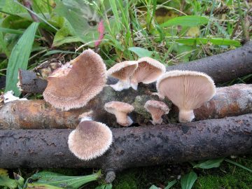 Panus lecomtei