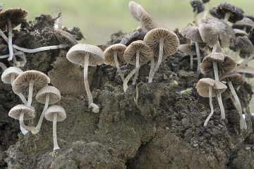 Psathyrella pygmaea