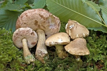 Tylopilus felleus
