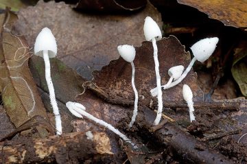 Coprinopsis lotinae