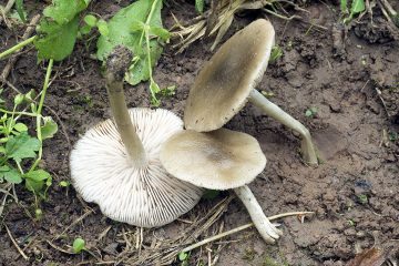 Entoloma inusitatum