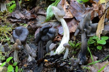 Helvella terricola