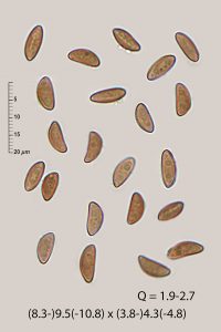 Jackrogersella multiformis