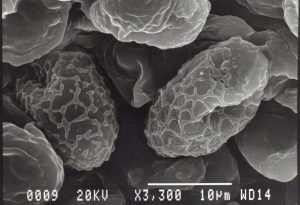 Neottiella rutilans