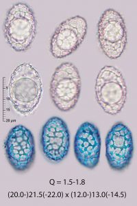 Neottiella rutilans