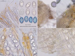 Neottiella rutilans