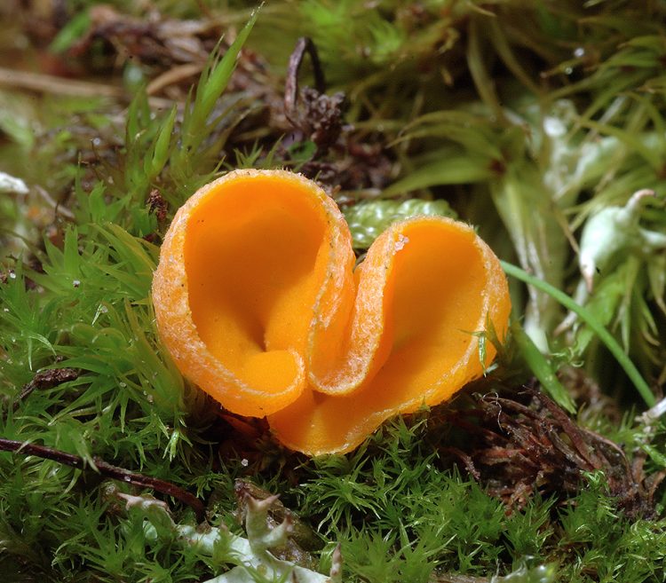 Neottiella rutilans