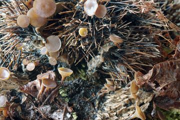 Rutstroemia echinophila