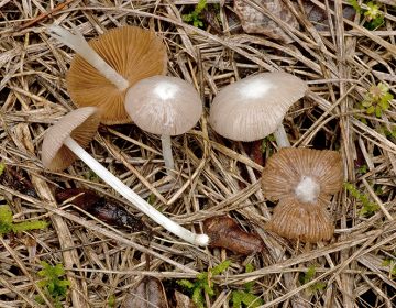 Bolbitius coprophilus