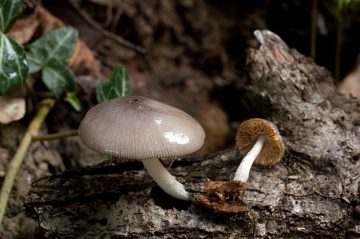 Bolbitius reticulatus