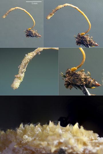 Cordyceps bifusispora