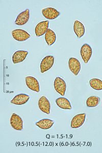 Cortinarius amoenolens