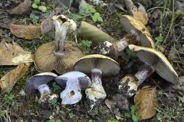 Cortinarius amoenolens