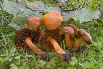 Cortinarius cinnabarinus
