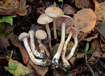 Cortinarius spilomeus